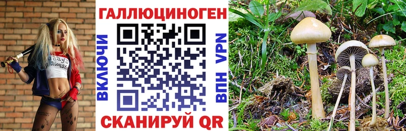 Псилоцибиновые грибы мицелий  Новохопёрск 